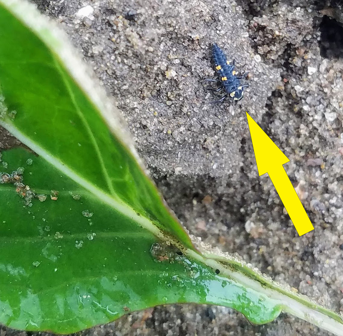 Ladybug larvae